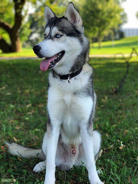 Husky